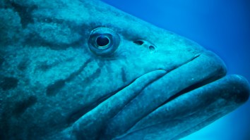 Gargantuan 400-Pound Warsaw Grouper Caught In Sarasota, Florida Fishing Tourney Was Nearly A Record