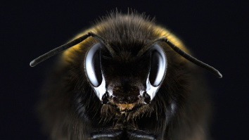Sign Of The Beeocalypse: Bees Are Working Together To Remove Caps From Bottles Of Soda