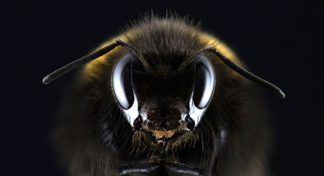 Bees Are Working Together To Remove Caps From Bottles Of Soda