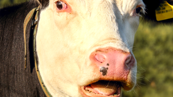 Cow Spotted Going Through McDonald’s Drive-Thru In The Backseat Of A Buick