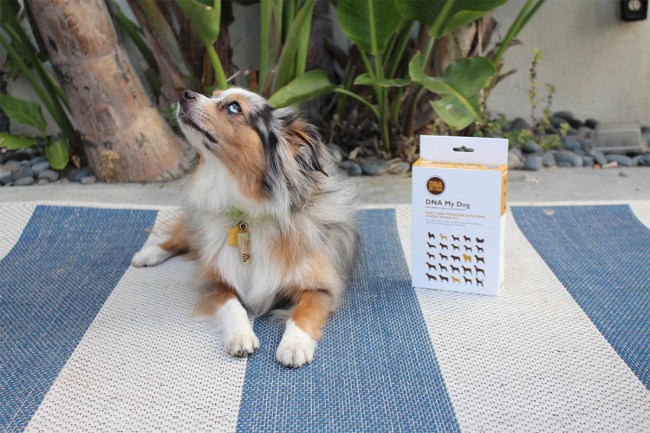 Dog DNA Test Kit