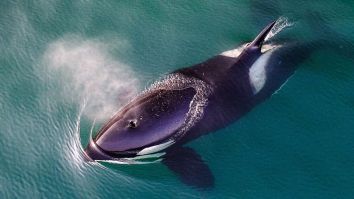 Alaskan Heroes Saved A Beached Orca Whale By Keeping It Alive For Six Hours Until The Tide Rolled In
