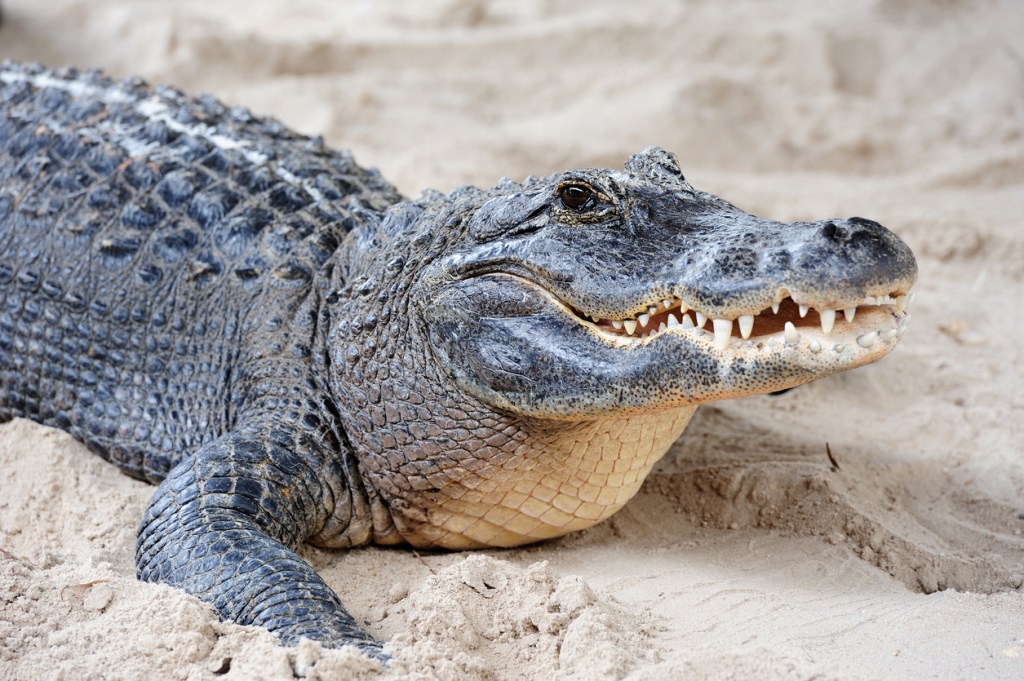 vicious alligator attack utah zoo heroic rescue
