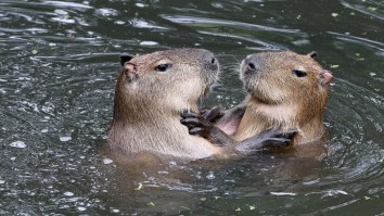 Giant Rodents Have Overtaken Argentina’s Most Exclusive Wealthy Neighborhood To Overthrow The Rich