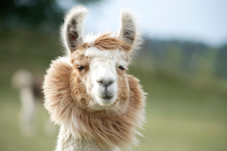 llamas