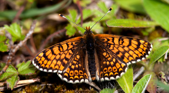 Butterflies Finland Contained Parasitic Wasps With More Wasps Inside