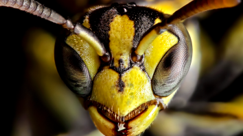 Some Butterflies In Finland Contain Terrifying Parasitic Wasps, With Even More Wasps Living Inside Them