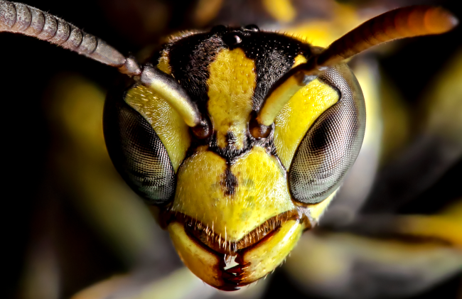 Butterflies Finland Contained Parasitic Wasps With More Wasps Inside