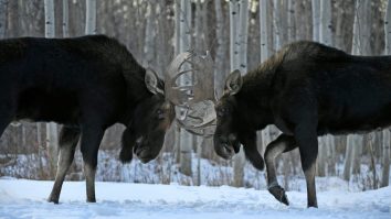 WATCH: Horny Coloradan Moose Attacks Parked Mercedes Benz And Leaves $3,200 Of Damage