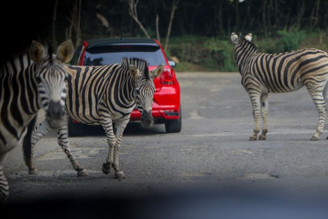 Zebras Loose Maryland