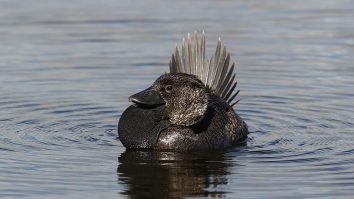 An Australian Duck Named Ripper Learned How To Cuss And It’s Incredibly Funny
