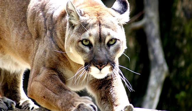 Hero Mom Fights Off Mountain Lion By Punching It After It Attacks Son