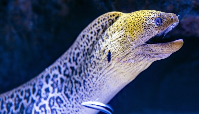 eels water contaminated drugs music festival