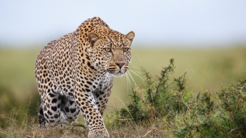 Leopard Jumping 10-Feet In The Air To Catch A Hunk Of Meat Looks Awesome In Slow-Mo