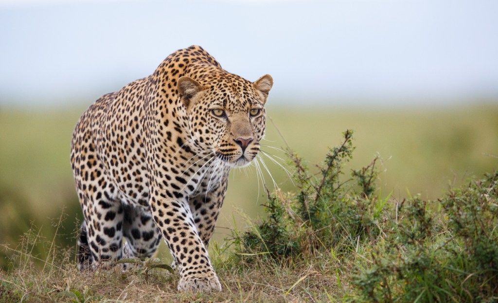 leopard jumping in slow motion