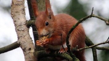 A Squirrel Stashed Thousands Of Nuts Inside A Guy’s Truck And It Needs To Be Seen To Be Believed