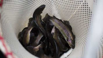 Video Of A Plane Dropping 100,000 Trout Into Lakes Around Colorado Is A Trip