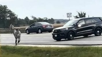 Exhilarating Two-Hour Police Chase Unfolds After Illinois Zebras Escape, Run Through Traffic