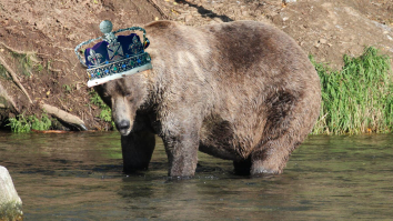 Otis The Bear Continues Dominant Dynasty, Takes Alaska’s ‘Fat Bear Week’ Crown For 4th Time