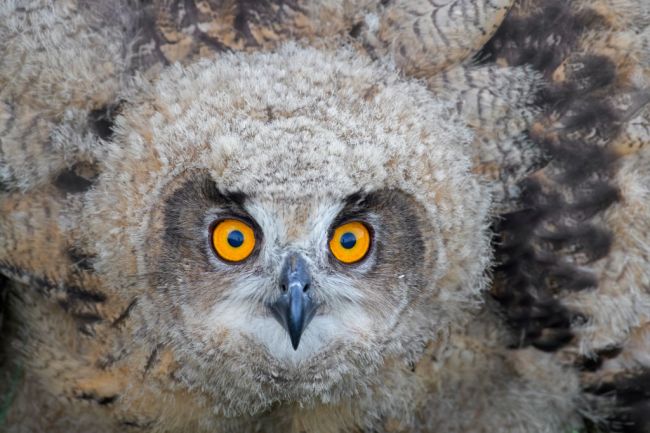Gladys Eurasian eagle owl Minnesota zoo escape apple valley