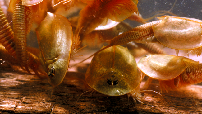 Hundreds Of Three-Eyed Triops Dinosaur Shrimp Appear After Arizona Monsoon