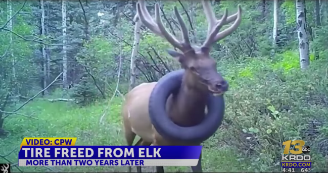 Colorado Bull Elk Free From Tire Around Neck