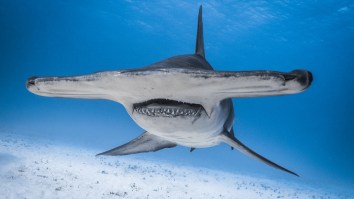 Hammerhead Caught Off North Carolina Beach Was So Big It Was Like ‘Being Hooked To A Car’