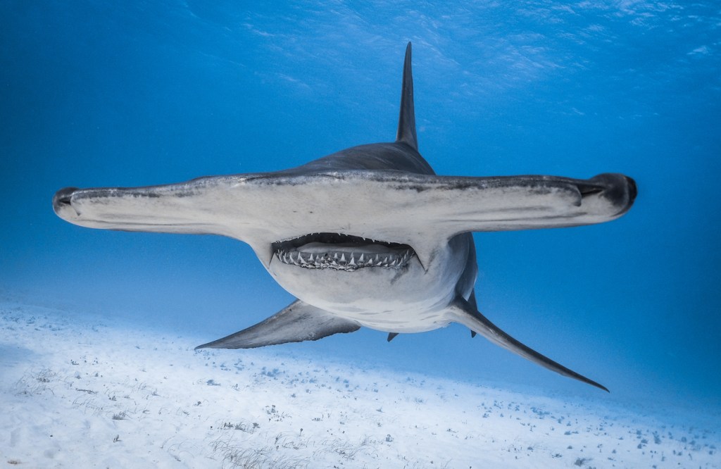 very large Hammerhead Shark