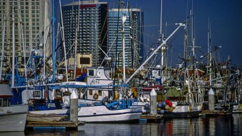Massive Rockfish Would’ve Destroyed California Fishing Record If They Didn’t Fillet It Onboard The Boat