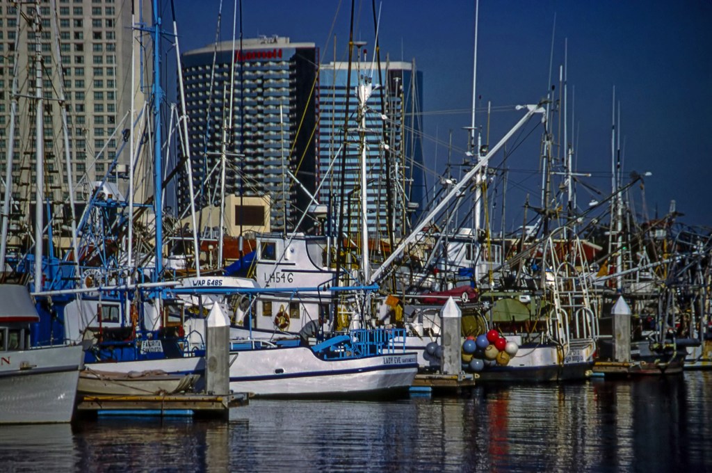 California fishing record Bocaccio rockfish pictures story news