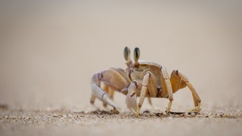 Wild Video Shows Baby Crab Crawling Out Of Woman’s Ear After Almost Ruining Her Vacation