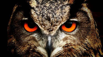 Scientists Try To Unravel How Birds Survived The Asteroid That Obliterated The Dinosaurs