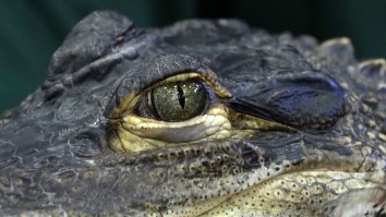 Woman Lets 8-Foot Alligator Smother Her Like A Blanket And Gets A Very Rude Surprise
