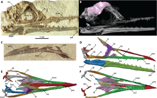 New Study Tries To Explain How Birds Survived Dinosaur-Killing Asteroid