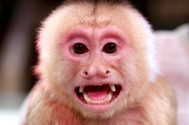 Pole Assassin Lawsuit Monkey Bite Trick-Or-Treater