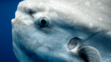 Paddleboarders Film Wild Encounter With Gigantic Frankenstein-Looking Ocean Fish