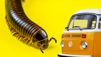 Scientists Discover Fossil Of Giant Millipedes ‘As Big As Cars’ That Used To Roam England