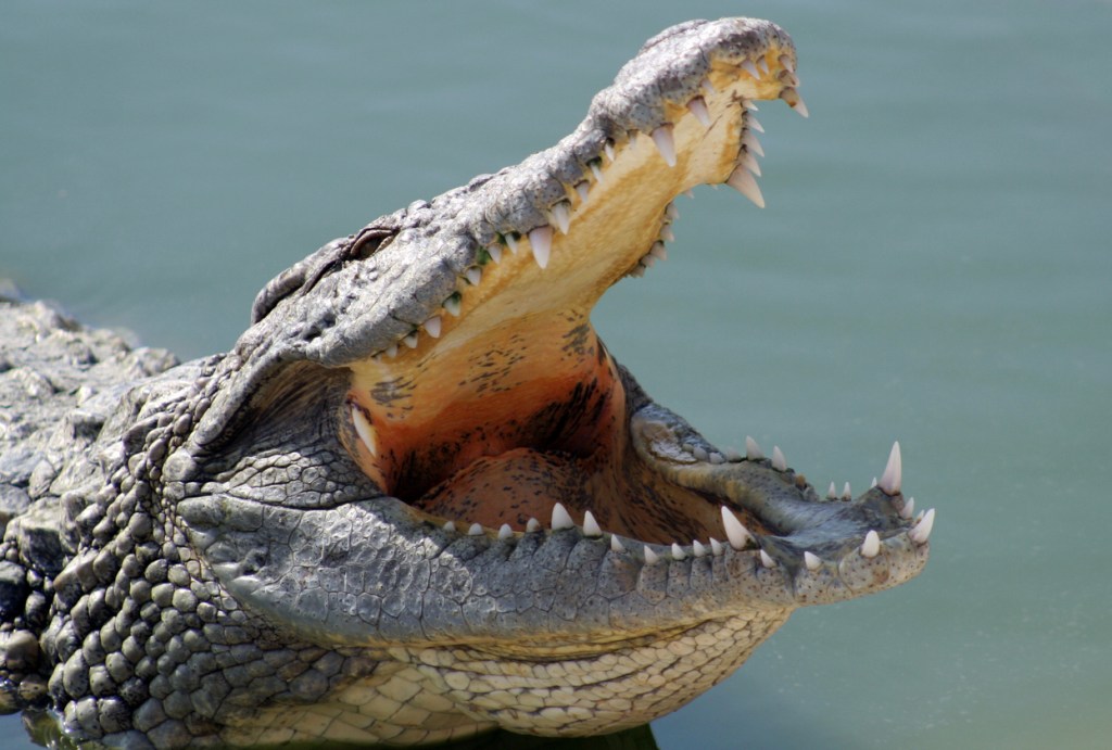 Fisherman Films Huge Crocodile Eating Bull Shark Right In Front Of Him
