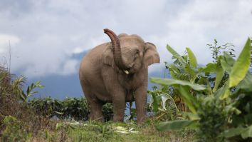 This Elephant Playing And Understanding The Concept Of A Prank Is Truly A Sight To Behold