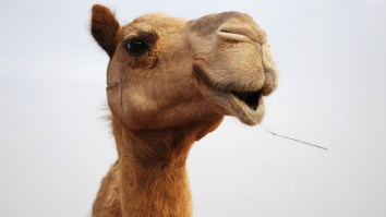 Camel Escapes Nativity Scene And Runs Buck Wild Across Kansas (Videos)