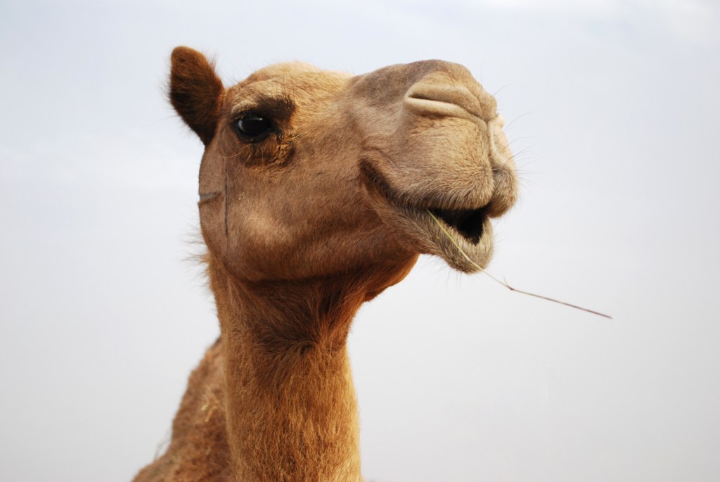 Camel Escapes Nativity Scene And Runs Buck Wild Across Kansas For 24 Hours (Videos)