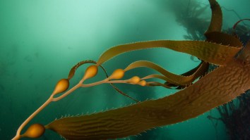 Extremely Rare Deep Sea Jellyfish Filmed At 3,300 Feet Deep Has Arms That Grow Up To 33 Feet Long