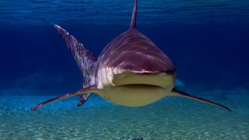 Spearfisherman Who Fought Off A Bull Shark Attack Describes The Nightmare And How He Thought He’d Die