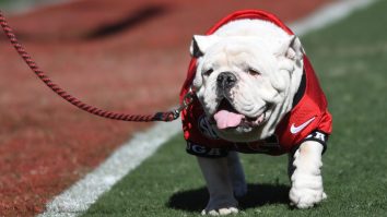 Georgia’s Bulldog Mascot ‘Uga’ Having A Playdate With Butler’s Bulldog Mascot ‘Blue’ Is Absolutely Adorable