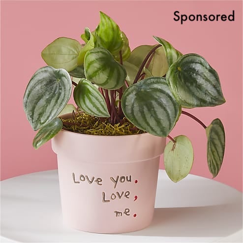 Love You Love Me Peperomia Plant