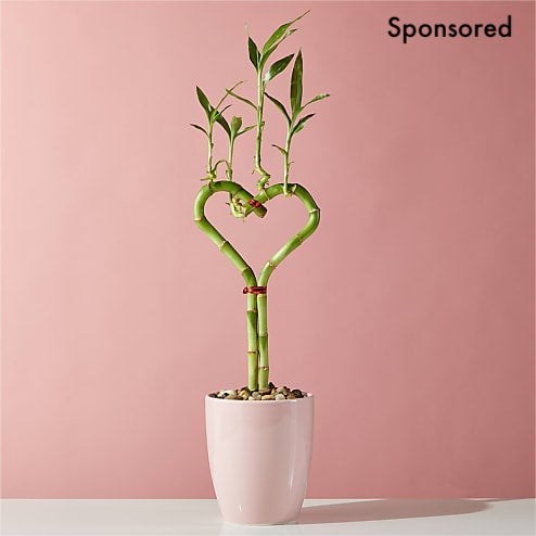 I Heart You Bamboo Plant