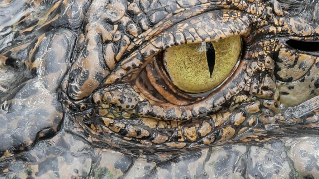 Enormous Alligator Goes Viral After It's Spotted Devouring A Huge Fish In Florida