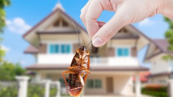 Guy Who Had A Cockroach Stuck In His Ear For 3 Days Describes What It Was Like