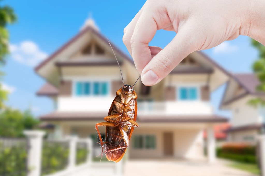 Guy Who Had A Cockroach Stuck In His Ear For 3 Days Describes What It Was Like