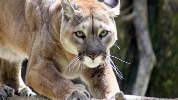 Guy Is Chased Down A Hill By A Mountain Lion And Captures Surreal Encounter On Video